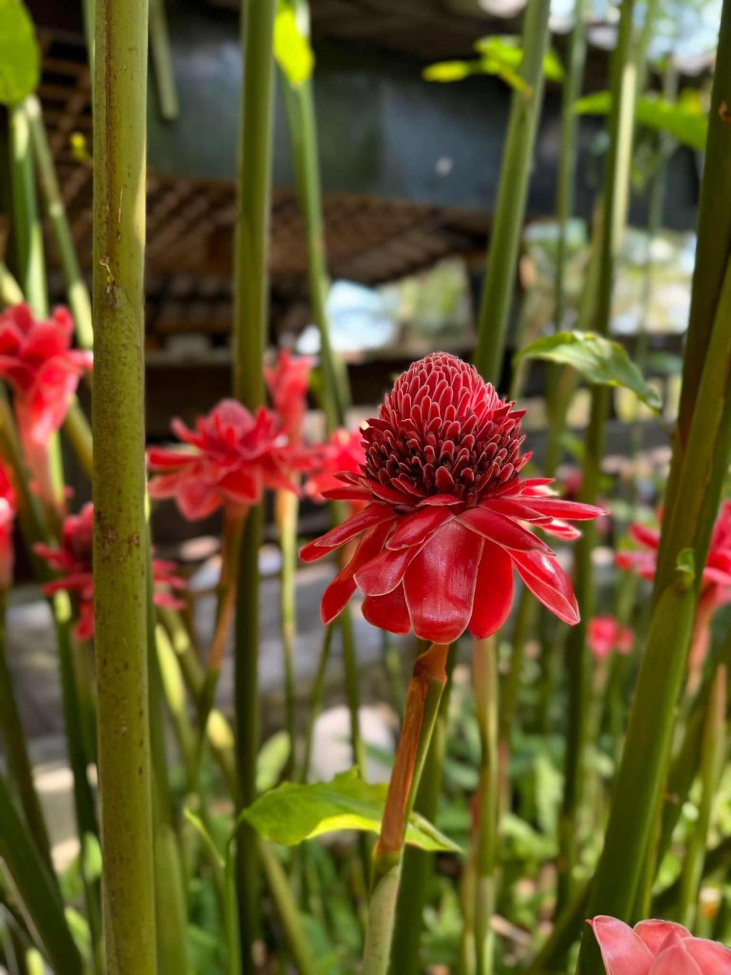 Greenheart Garden View Camp Phuket Campsite Kata Beach (Phuket)