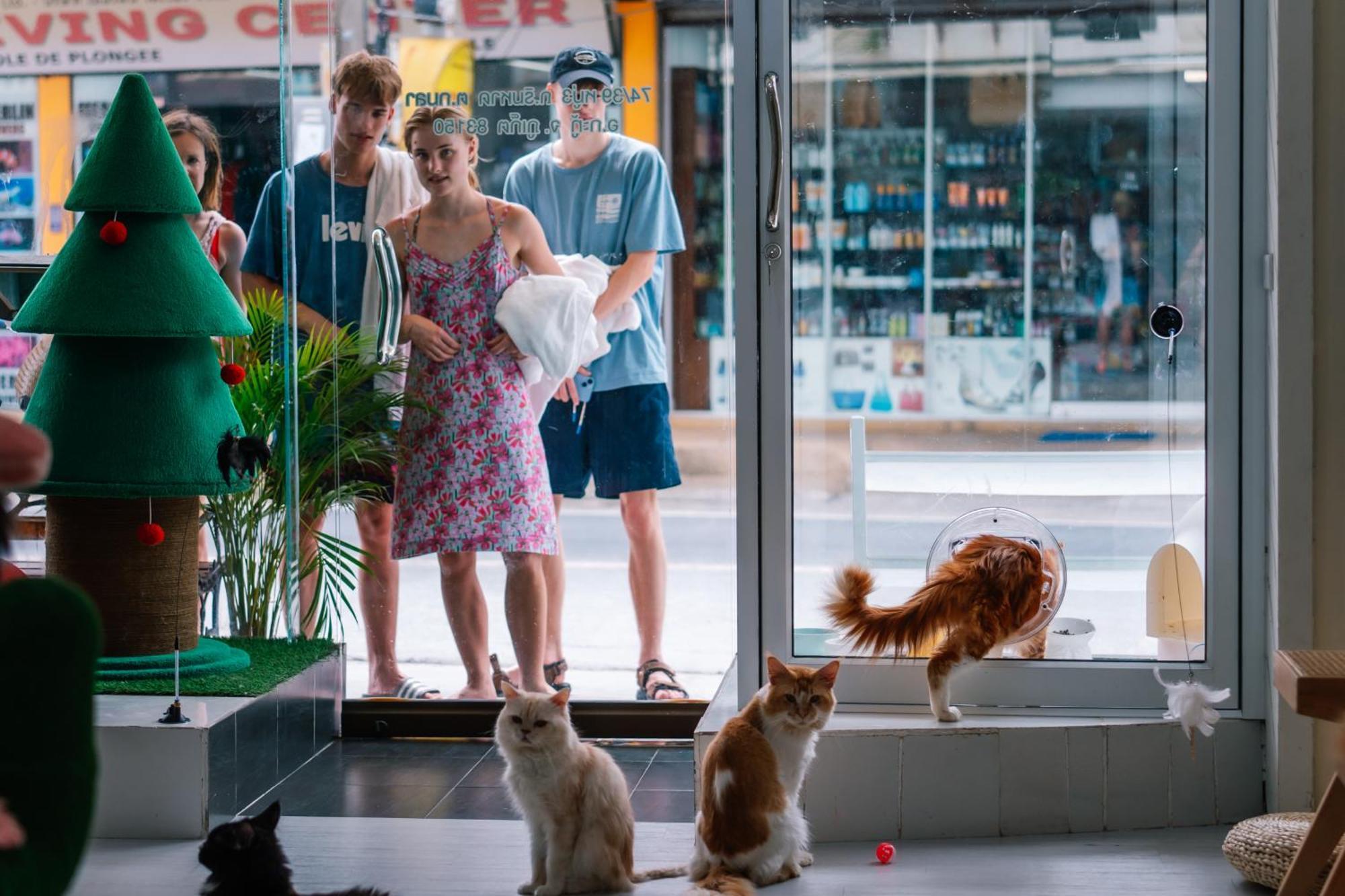 Catnip Seaside Hotel&cafe