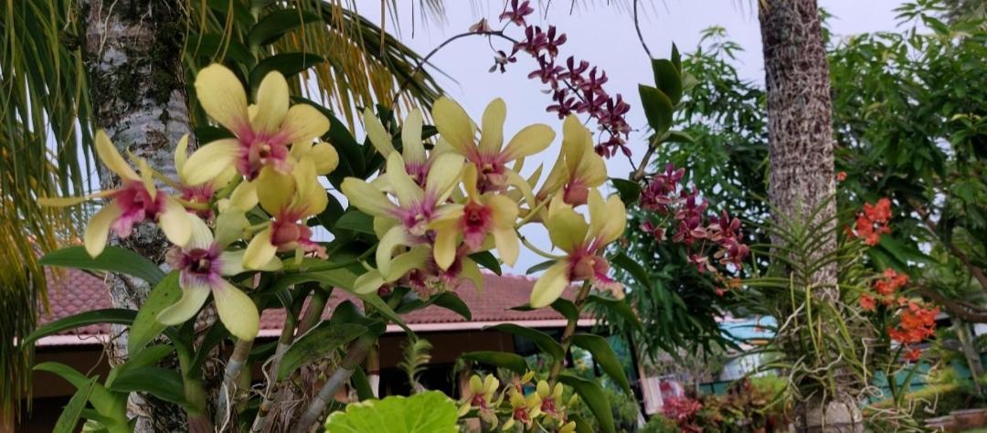 Resort The Golddigger's Nai Yang