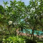 On The Hill Karon Resort
