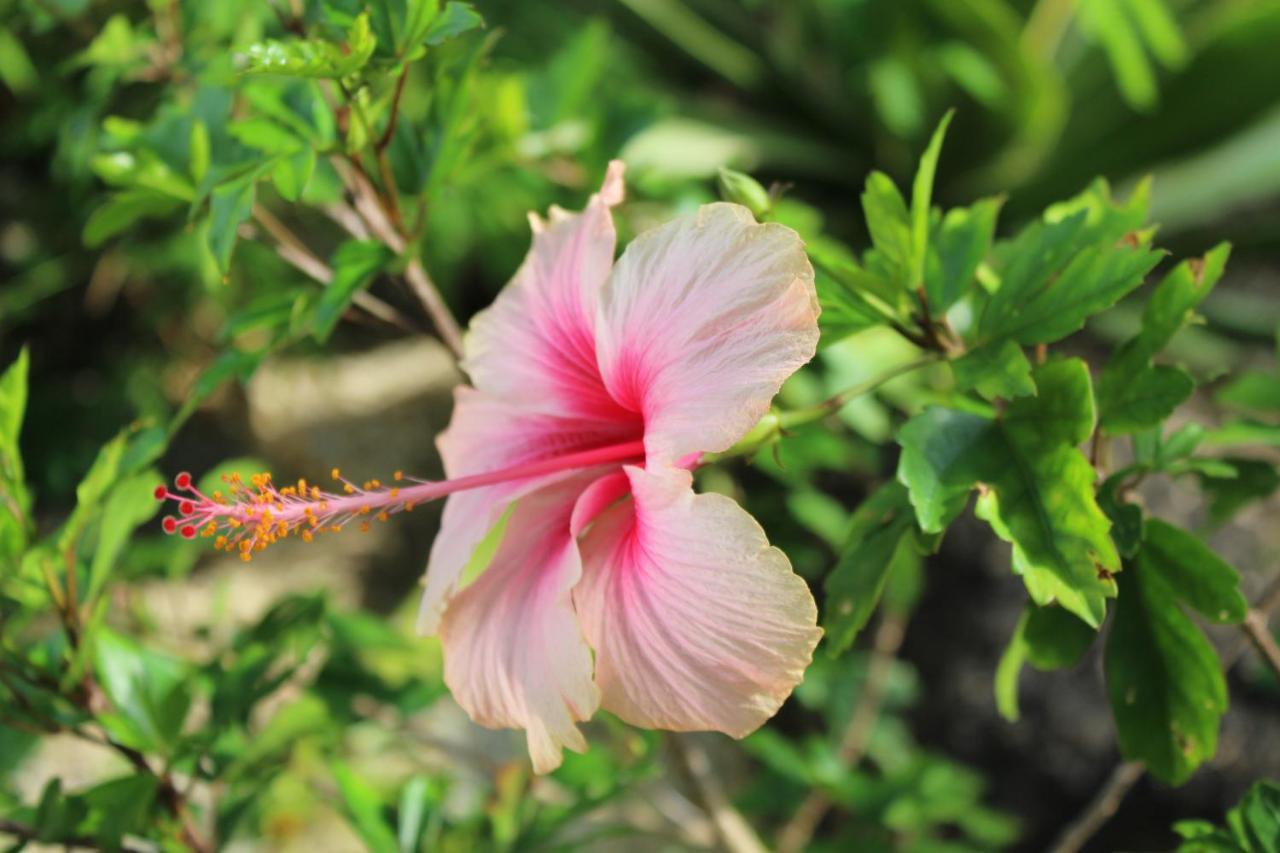 Aparthotel B Happy - Sha Extraplus Kamala Beach