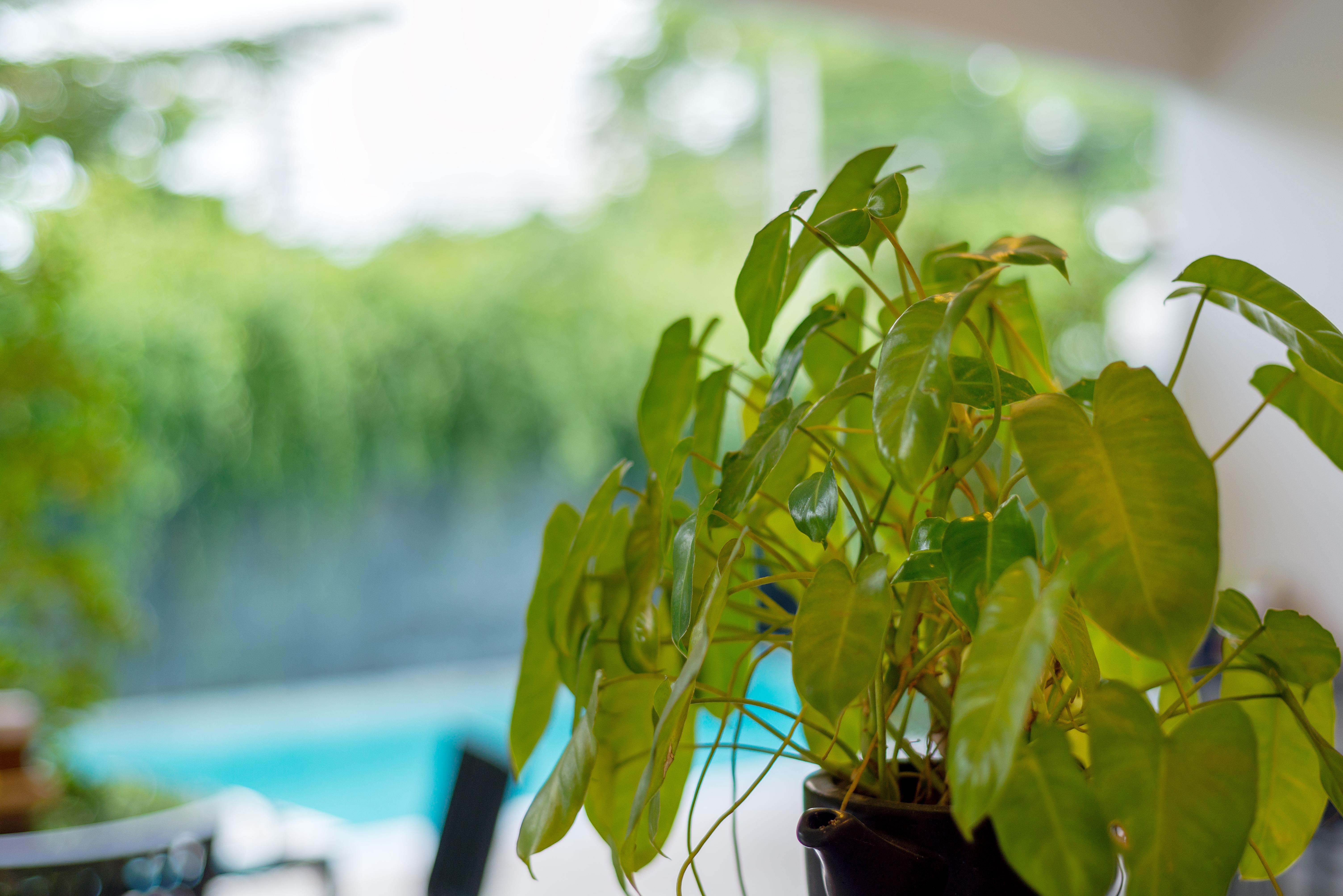 Lemonade Phuket -sha Hotel