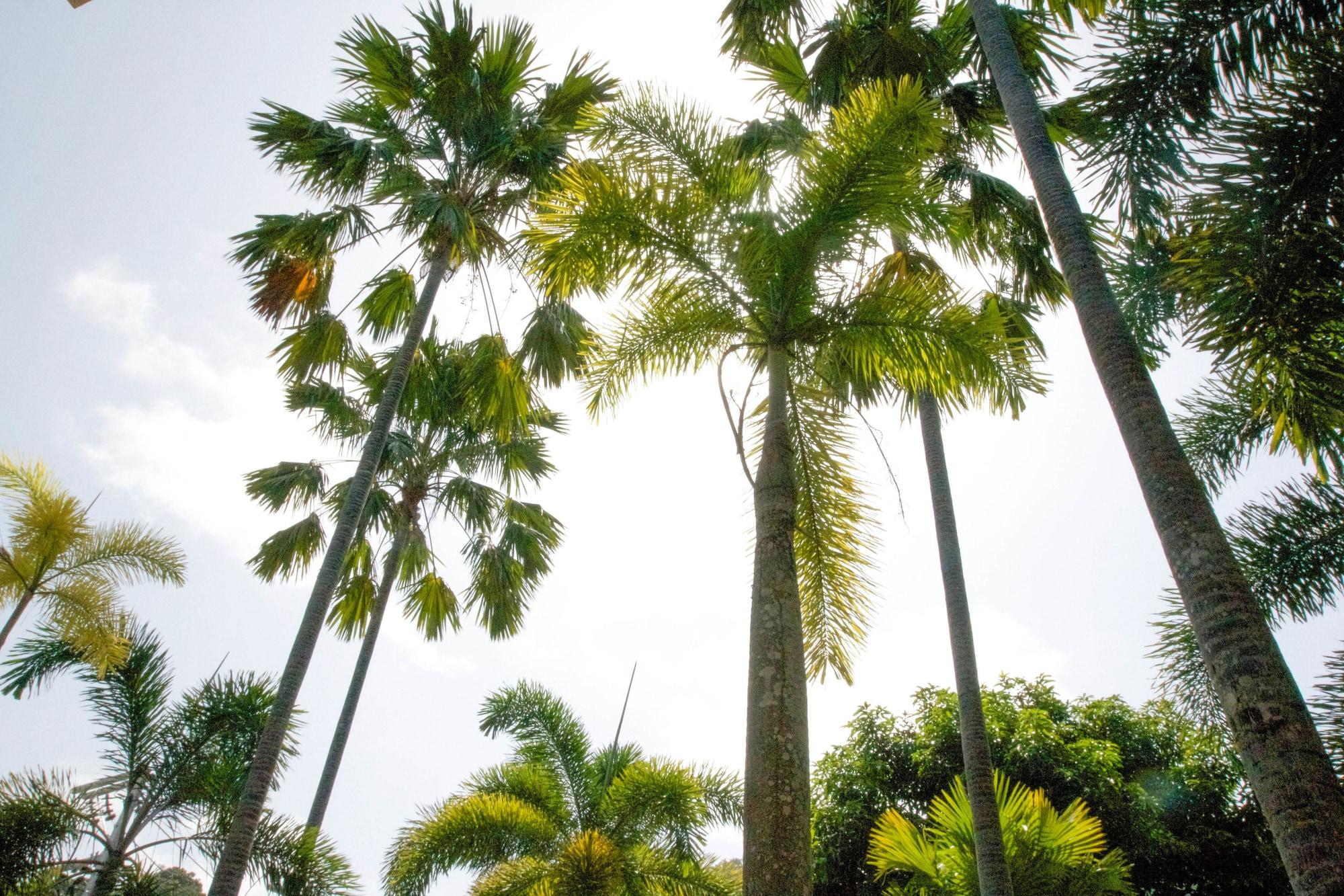 Garden 3* Kata Beach (Phuket)