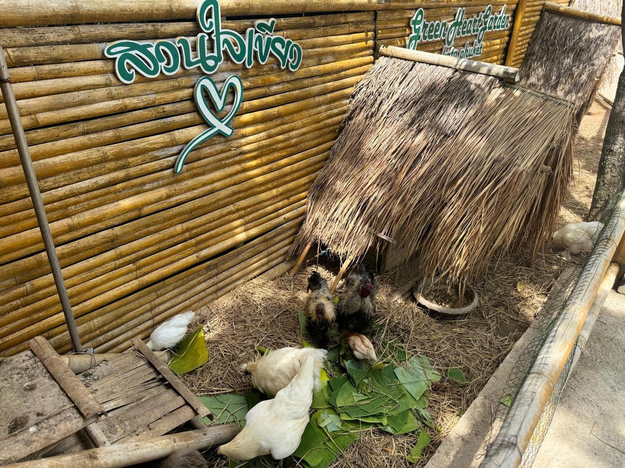 Campsite Greenheart Garden View Camp Phuket