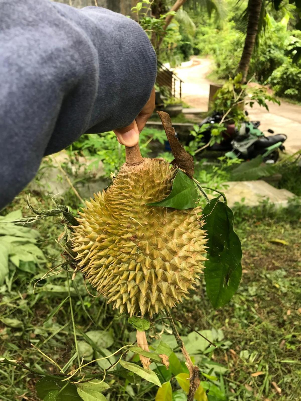 Phuket Phuchada *