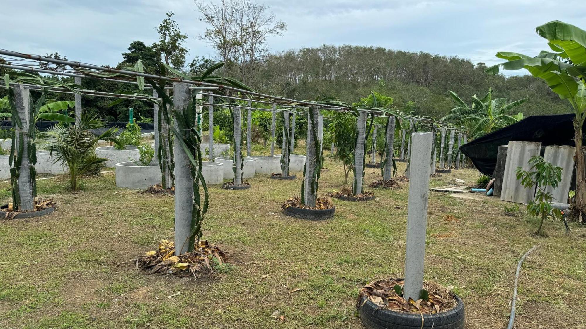Greenheart Garden View Camp Phuket Campsite Kata Beach (Phuket)