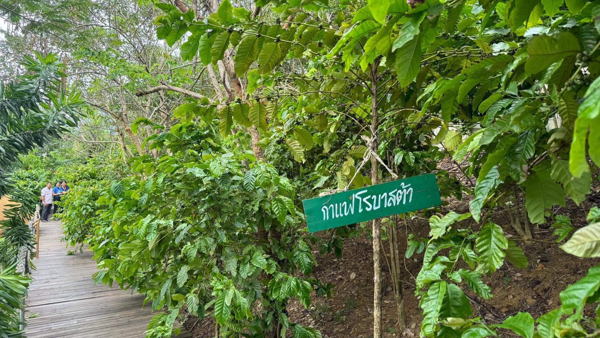 Greenheart Garden View Camp Phuket