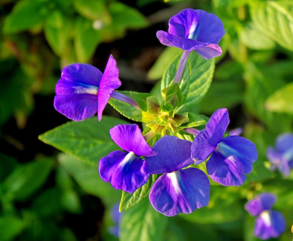 Perennial Nai Yang