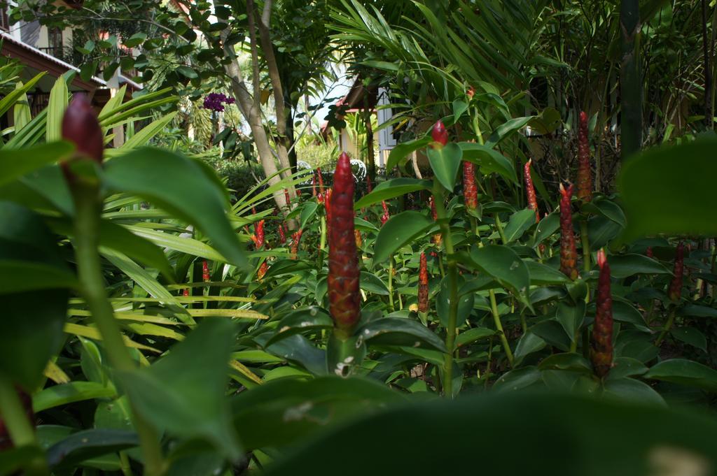 Palm Village 3*