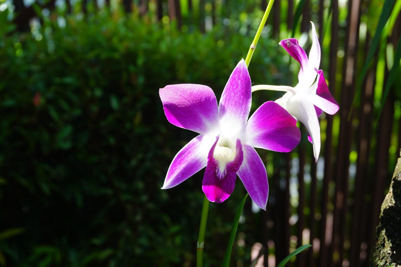Bangtao Varee 3* Bang Tao Beach (Phuket)
