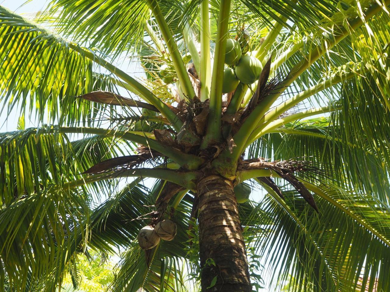 Guest house Coconut Nai Yang