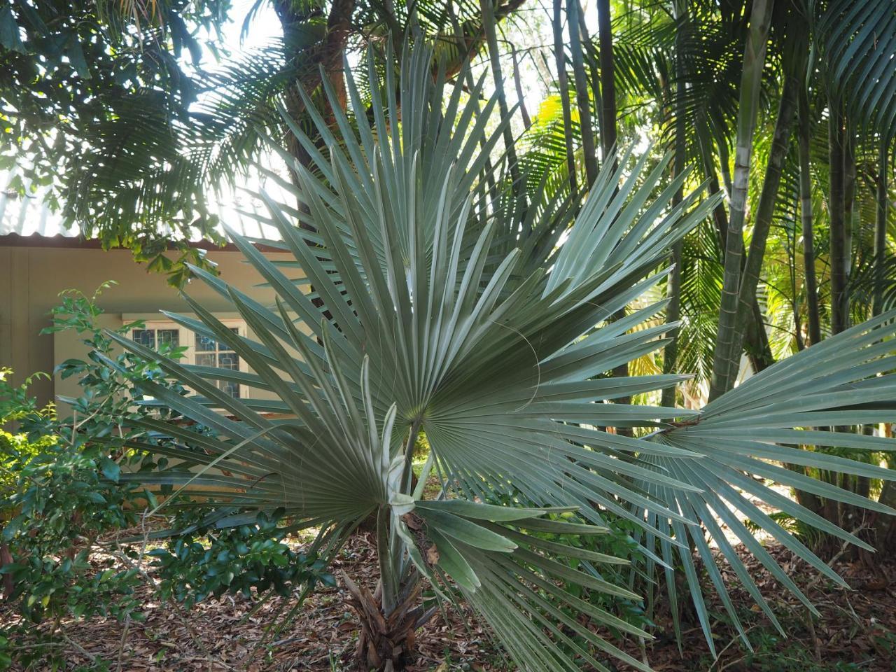 Coconut