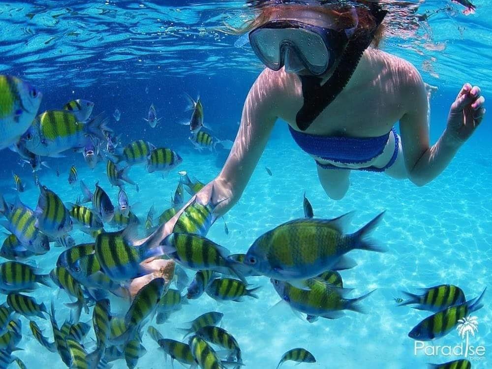 Paradise Backpackers