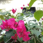 Jinny Guesthouse