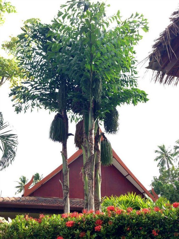 Palm Garden 3*