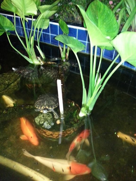 Hotel Baan Orchid Patong